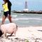 ‘Pig Beach’: La playa de México donde puedes convivir con cerditos (VIDEO)