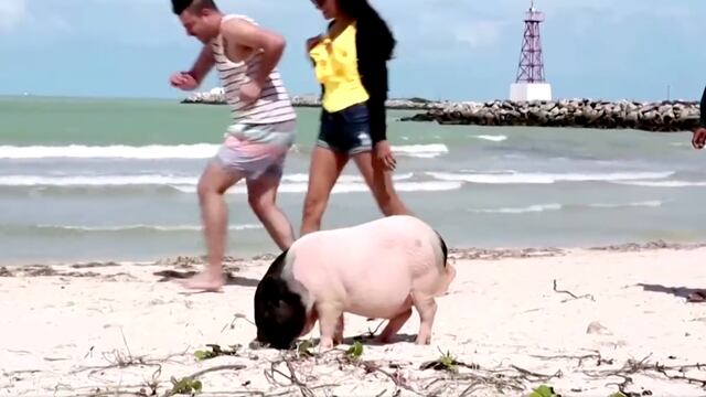 Pig Beach