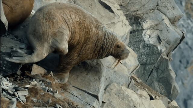 Una morsa intenta volver al mar en el norte de Rusia.