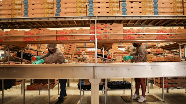 Cosecha y empacado de tomate para exportación