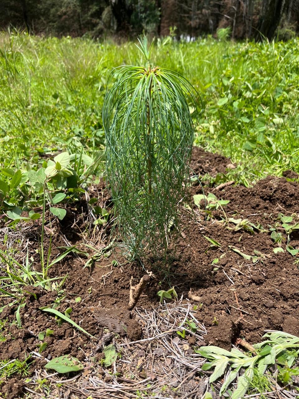 Así arrancó la reforestación 2026 en Santa Rita Tlahuapan