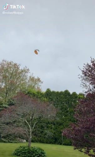 Gaviota se roba una pizza