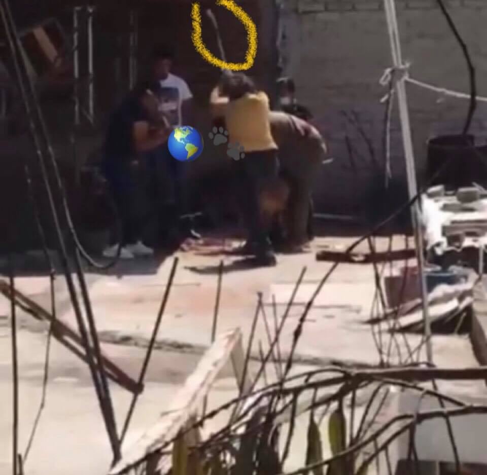 Mujer golpea al perro