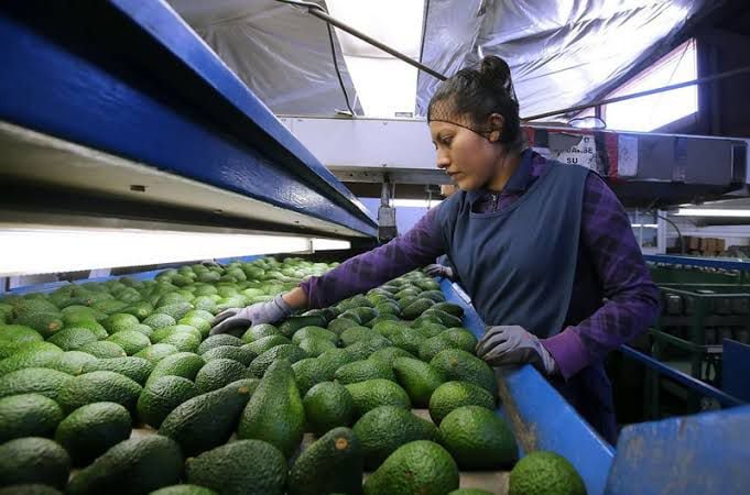 Aguacates
