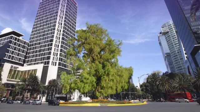 AHUEHUETE EN PASEO DE LA REFORMA
