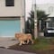 Jumanji mexiquense: Captan a león paseando por calles de Ocoyoacac, Estado de México