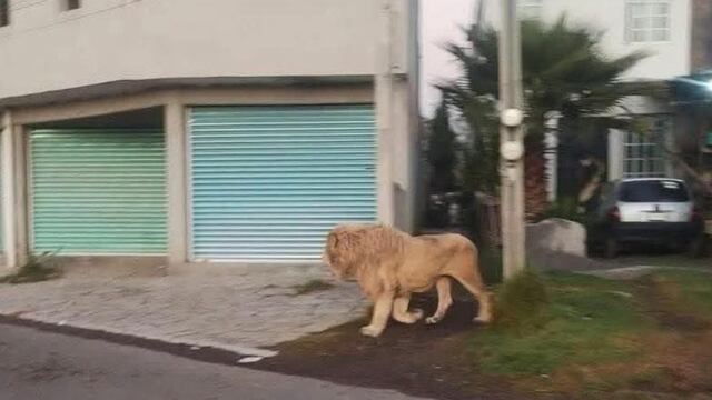 León es visto paseando por Ocoyoacac, Estado de México