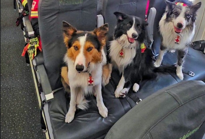 Orly, Balam y Kenai camino a Venezuela