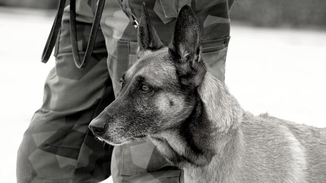 Perro soldado de Estados Unidos