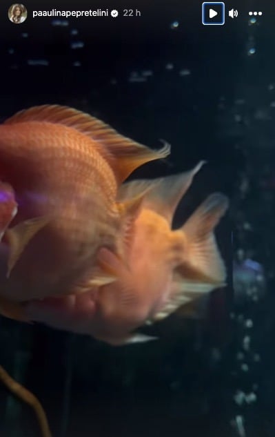 Instagram Storie de Paulina Peña en el Acuario Inbursa