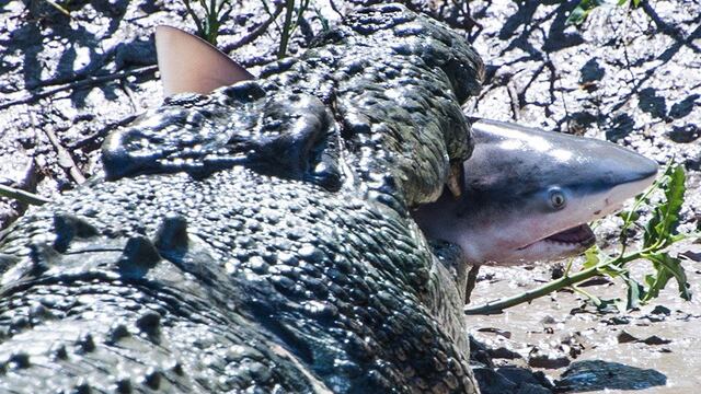 Cocodrilo devorando tiburón