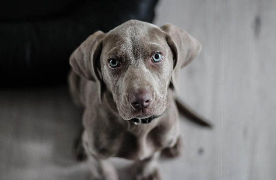 Perro