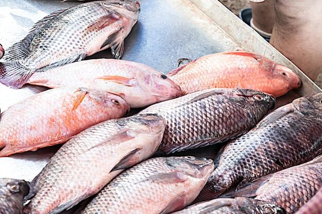 Pescado Tilapia