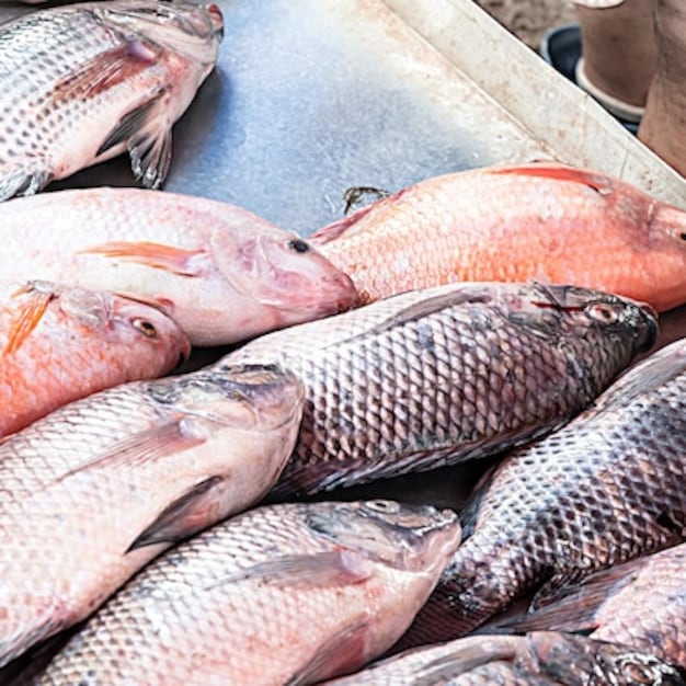 ¿Cuánto cuesta el kilo de tilapia? Esto dice Profeco