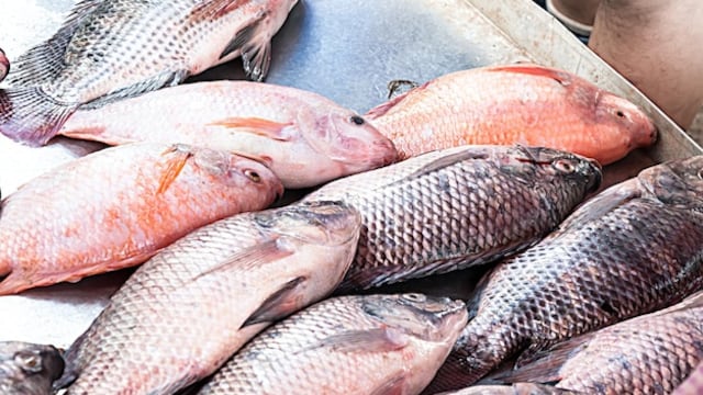 Pescado Tilapia