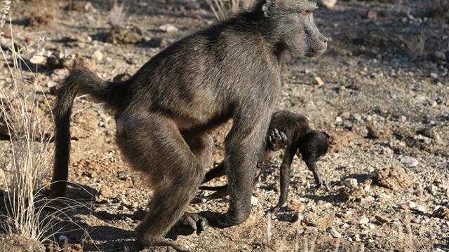 Las madres primates cargan a sus hijos muertos en expresión de su duelo