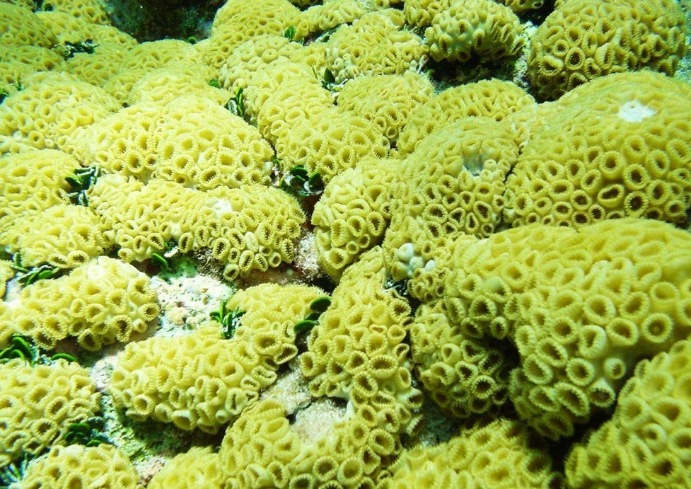 Arrecife de Alacranes: Precio y cómo llegar al lugar en México que Google reconoció en el Día de la Tierra