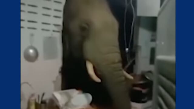 Elefante atraviesa la pared de una casa