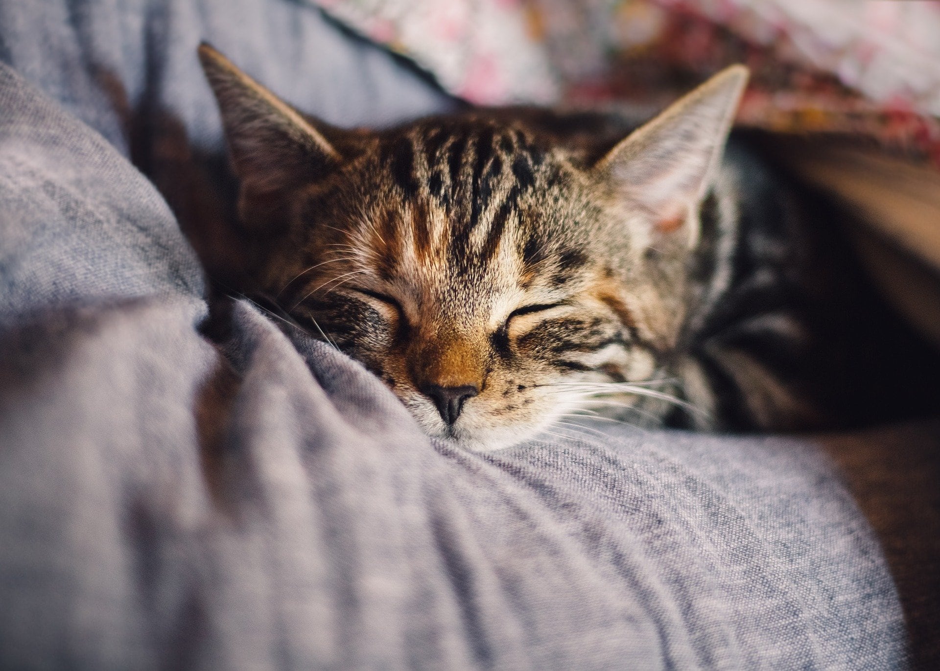 Gato