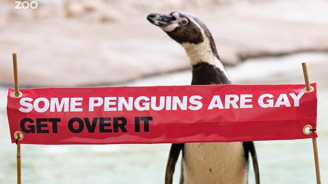 pingüinos son gays