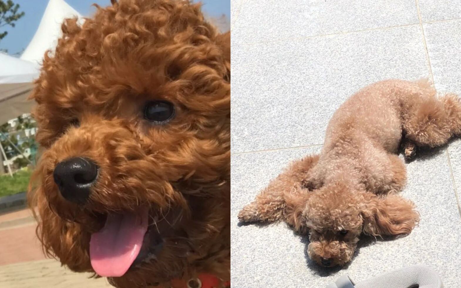 Holly, mascota de Suga de BTS