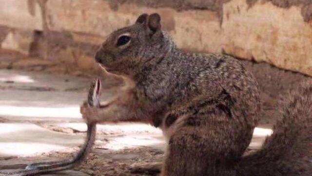 Ardilla devorando al águila.