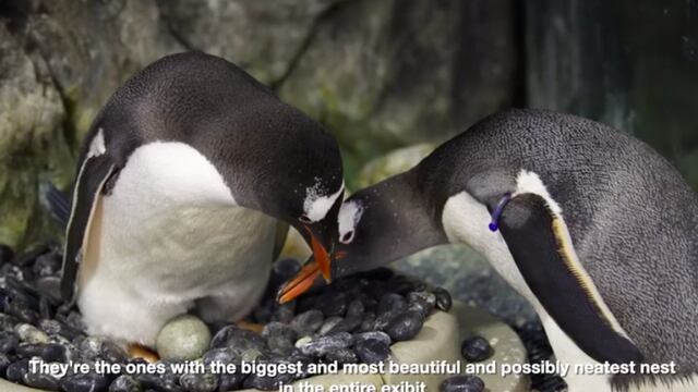 La pareja del mismo sexo adoptó a un segundo huevo.