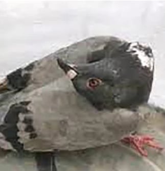 Palomas contagiadas con extraños virus que las convierte en 'zombies'