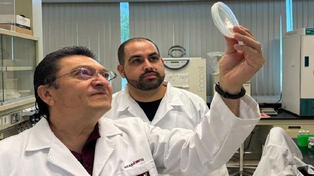 IPN ya soltó al nopal y ahora desarrolla un compuesto contra hongos en maíz