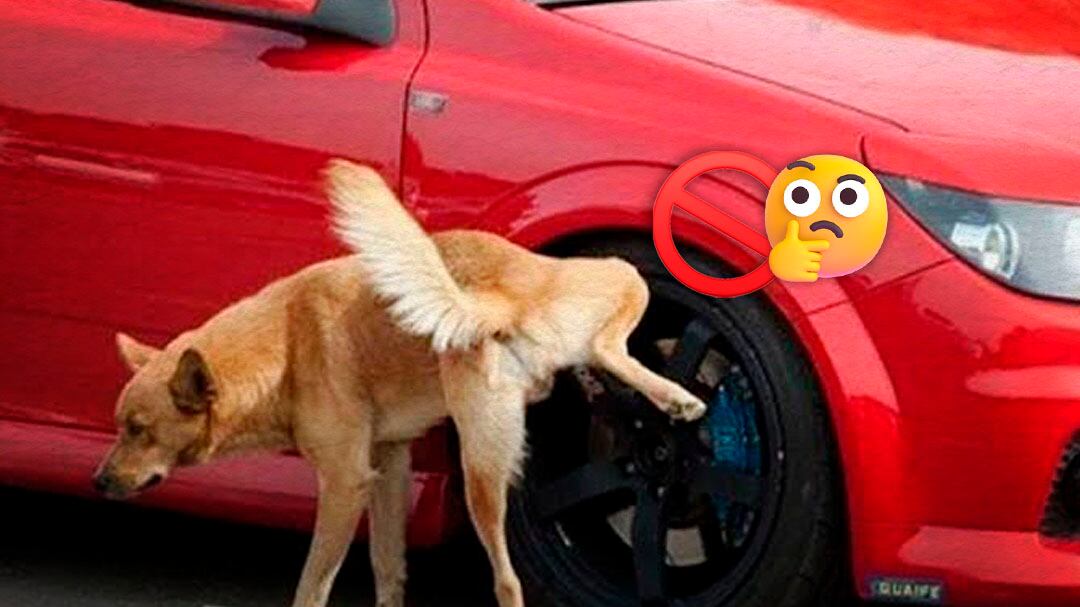Por qué los perros orinan las llantas de los carros y cómo evitarlo