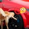 Por qué los perros orinan las llantas de los carros y cómo evitarlo