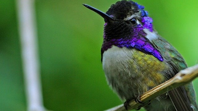 Los jardines para colibríes son una iniciativa en conjunto con Estados Unidos y Canadá