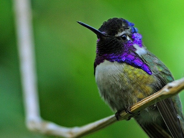 Los jardines para colibríes son una iniciativa en conjunto con Estados Unidos y Canadá