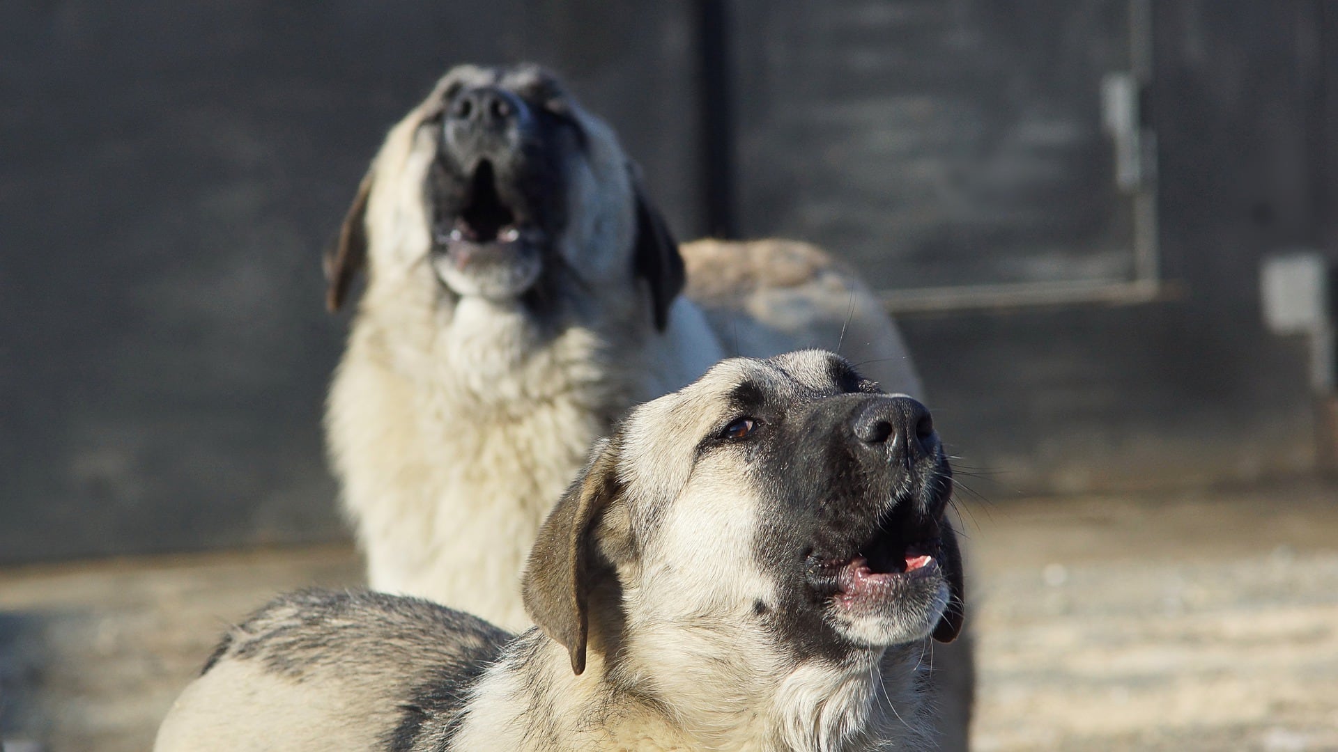 Perros callejeros