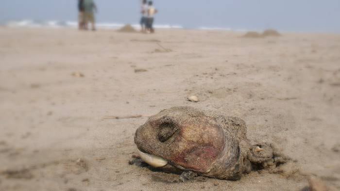 En Tanzania murieron 8 niños por comer carne de tortuga