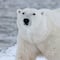 Ataque de oso polar en Alaska es calificado como “inusual”; una triste razón lo provocó