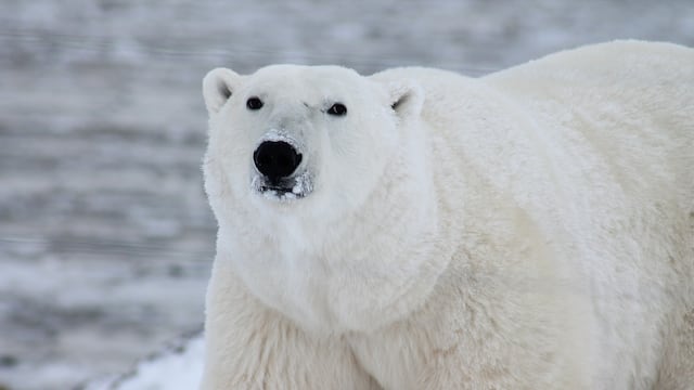 Ataque de oso polar en un pequeño pueblo de Alaska