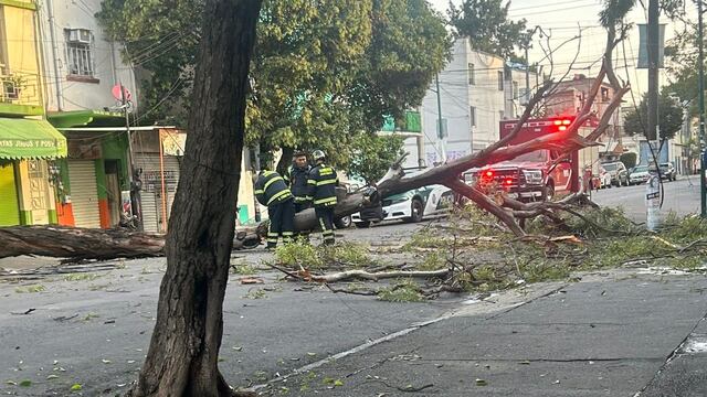 Cae árbol en la colonia Obrera de la alcaldía Cuauhtémoc y causa caos vial