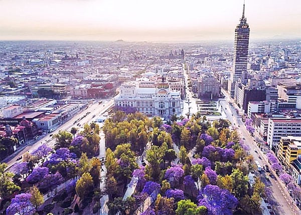Jacarandas en la Alameda de CDMX
