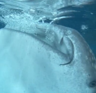 Animal Marino (Tiburón ballena)