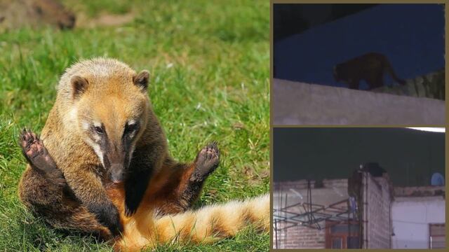 Coati moviliza a la policía en Guadalajara; vecinos de El Betel no sabían qué era