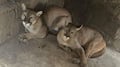 Aseguran inmueble en Chalco con pumas, león africano y más especies exóticas