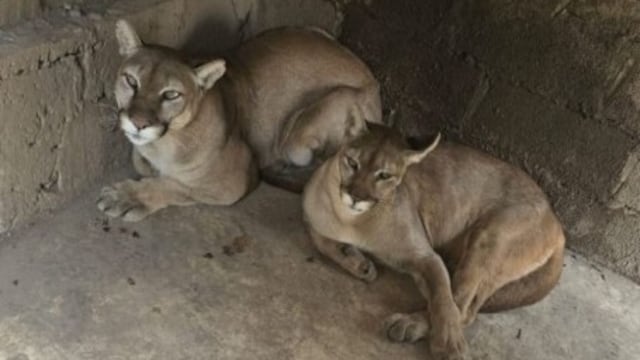 Aseguran inmueble en Chalco con pumas, león africano y más especies exóticas
