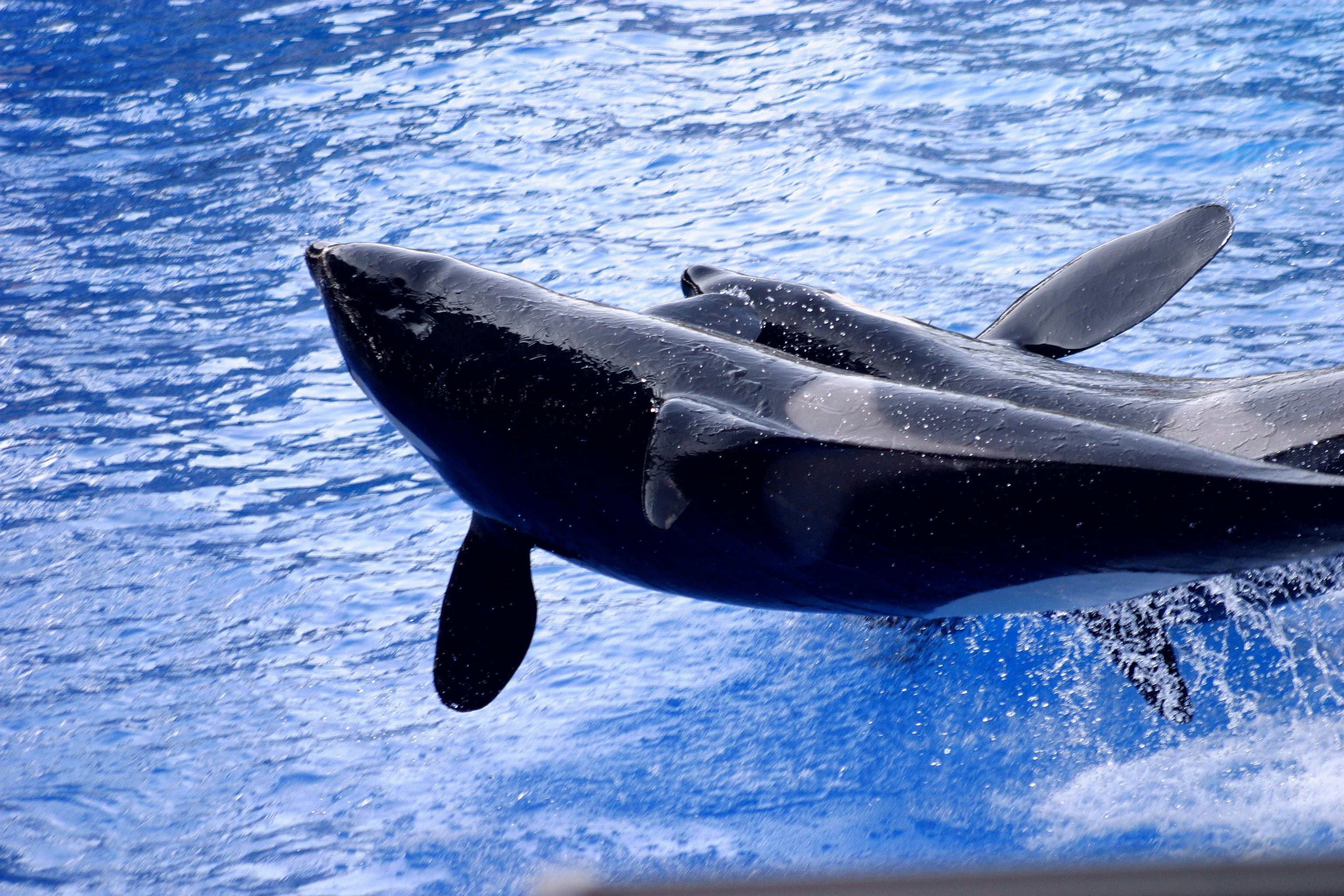 Día Mundial de las Ballenas y Delfines