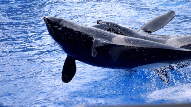 Día Mundial de las Ballenas y Delfines