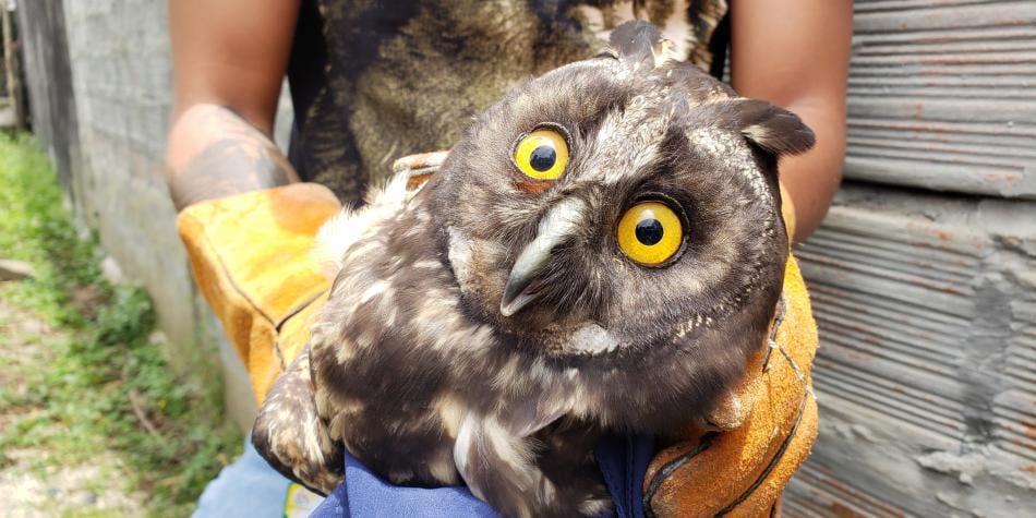 El animal nunca más podría volver a volar si sobrevivía