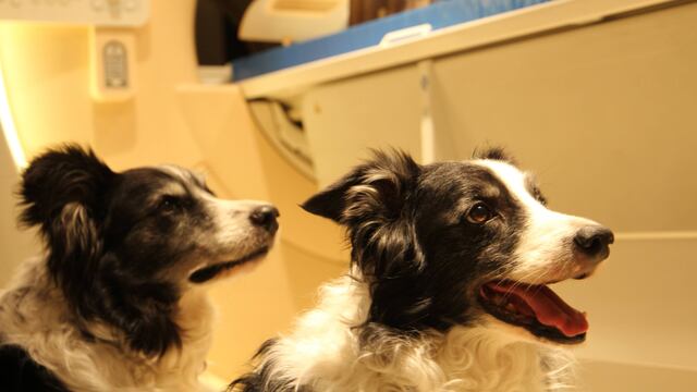 Estudio revela que el cerebro de los perros puede distinguir idiomas