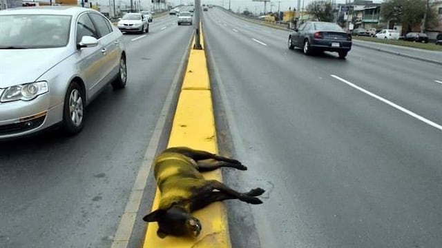 El perro quedó tendido en el camellón de la avenida Rómulo Garza.