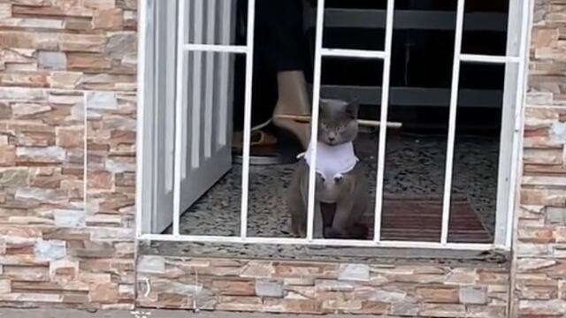 Gato encerrado en casa