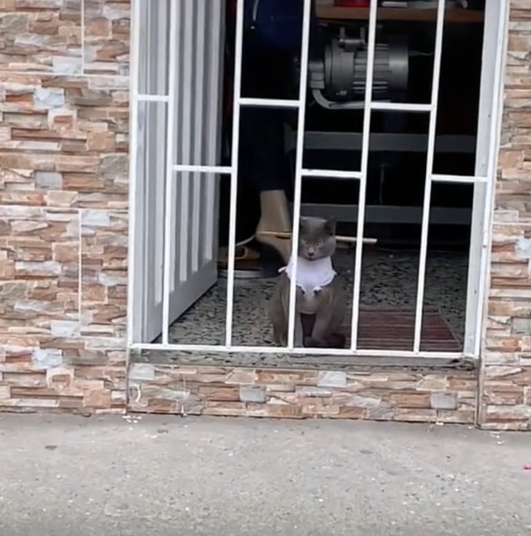 Gato encerrado en casa
